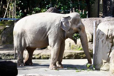 上吊地點選擇|換養動物壓力大？ 木柵動物園員工園內上吊身亡